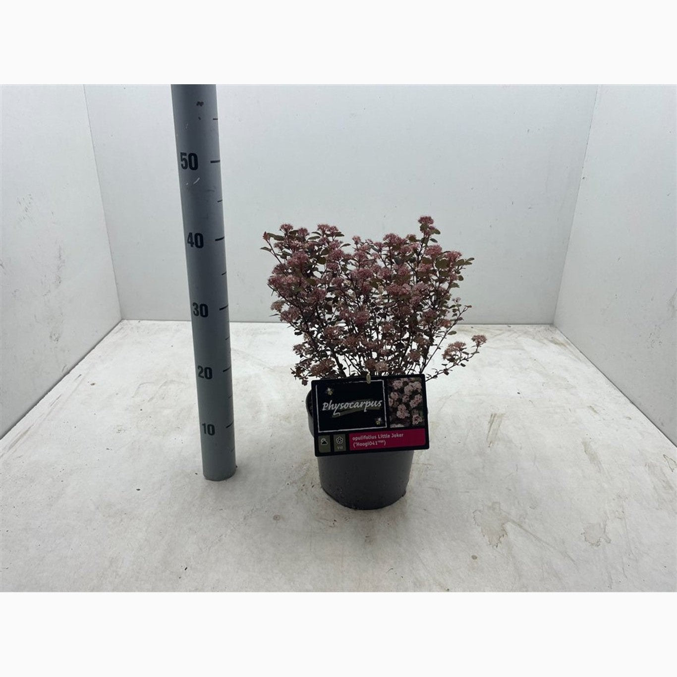 Smällspirea – Physocarpus opulifolius 'Little Joker' - C3